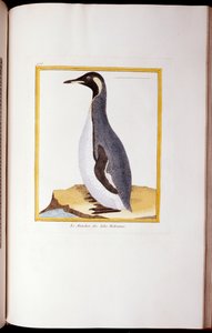 Ein Pinguin, Falklandinseln, aus "Histoire Naturelle des Oiseaux", 1770-86