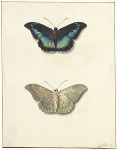 Ober- und Unteransicht eines Schmetterlings von Georgius Jacobus Johannes van Os