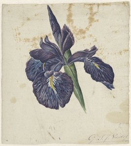 Iris von Georgius Jacobus Johannes van Os
