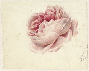 Rote Rose von Georgius Jacobus Johannes van Os