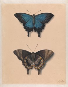 Zwei Schmetterlinge von Georgius Jacobus Johannes van Os