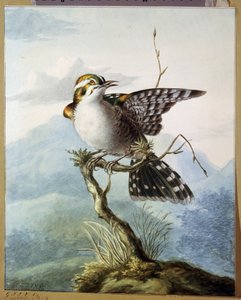 Ein kleiner Vogel von Georgius Jacobus Johannes van Os