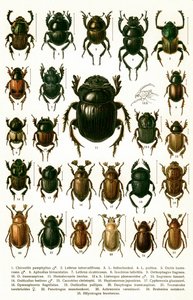 Antiker Druck von europäischen Käferarten, um 1910 (Chromolithographie) von Georgiy Jacobson