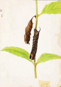 Gekräuseltes totes Blatt, das Sphinx-Raupe nachahmt, Studie für das Buch Tarnfarbe im Tierreich