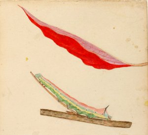 "Spiegel-Rücken" Raupe, Studie für das Buch Concealing Coloration in the Animal Kingdom