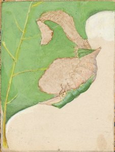 Eichenblatt-Randraupe, Studie für das Buch 