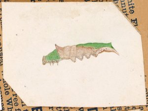 Eichenblatt-Randraupe, Studie für das Buch Concealing Coloration in the Animal Kingdom