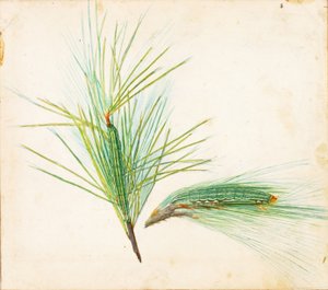 Kiefernbusch-Raupe, Studie für das Buch Tarnfarben im Tierreich