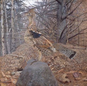 Männlicher Raufußhuhn im Wald von Gerald Thayer
