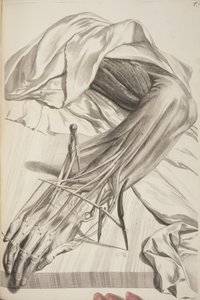 Anatomia Humani Corporis von Govard Bidloo, 1685