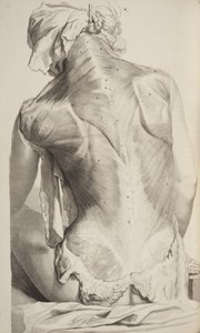 Anatomia Humani Corporis von Govard Bidloo, 1685