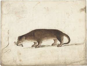 Otter mit einem Fisch im Maul von Gerard ter Borch (I)