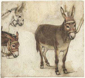 Studienblatt mit Eseln von Gerard ter Borch (I)