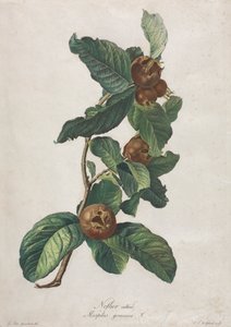 Kultur-Mispel (Mespilus germanica)