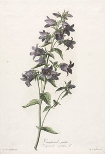 Blumen nach der Natur gezeichnet: Glockenblume
