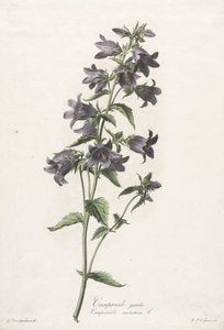 Blumen nach der Natur gezeichnet: Glockenblume