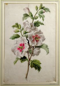 Stockrosen von Gerard van Spaendonck