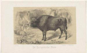 Europäischer Bison