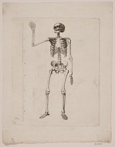 Skelett von Gerhard Ludvig Lahde