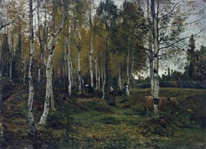 Birkenwald im Herbst