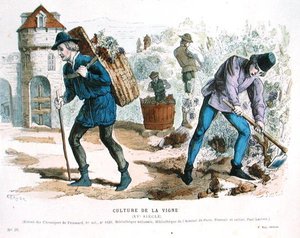 Weinbau im 15. Jahrhundert, nach 