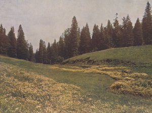 Wiese auf dem Feldberg, Schwarzwald, Deutschland von German Photographer