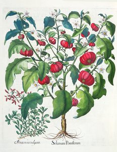 1. Solanum Pomiferum; 2. Amaracus vulgaris, aus dem Hortus Eystettensis von Basil Besler, veröffentlicht 1613 von German School