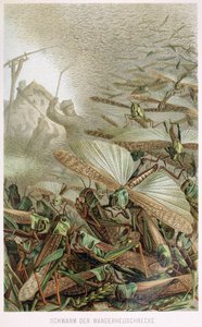 Ein Heuschreckenschwarm, aus Brehms Tierleben, veröffentlicht 1860er Jahre von German School