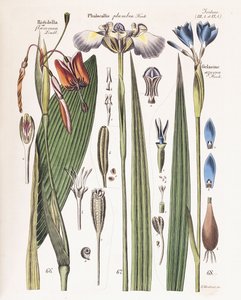 Eine Platte aus "Zeitschrift für Gärtner, Botaniker und Blumenfreunde", 1840-43 von German School