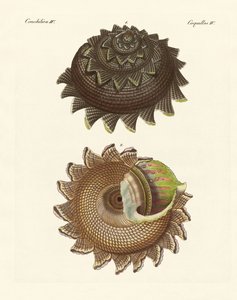 Eine seltene Molluskenschale der Südsee von German School