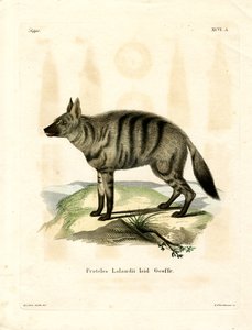 Erdwolf