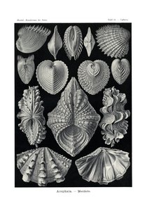 Acephala von German School