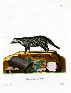 Afrikanische Zibetkatze