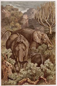 Afrikanischer Elefant, Tafel aus Brehms Tierleben: Allgemeine Kunde des Tierreichs, Bd. 3, S. 9, veröffentlicht vom Bibliographischen Institut, 1891 von German School