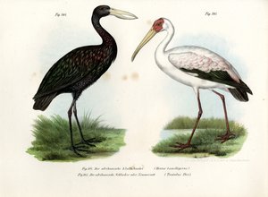Afrikanischer Schnabelstorch