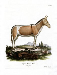 Afrikanischer Wildesel