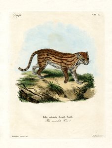 Afrikanische Wildkatze von German School