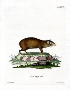 Aguti