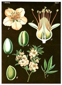 Mandel (Prunus Amygdalus) um 1890 von German School