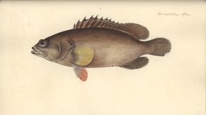 Alphestes afer, vor 1793 von German School