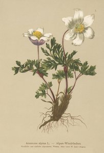Alpen-Anemone (Anemone alpina, Pulsatilla alpina) von German School