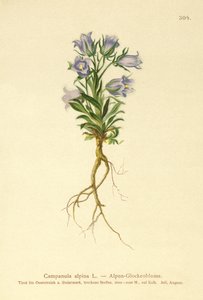 Alpenglockenblume von German School