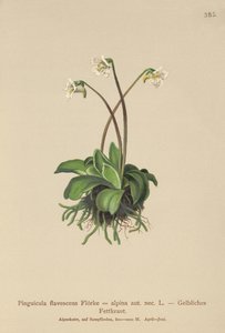 Alpen-Fettkraut (Pinguicula flavescens, Pinguicula alpina)