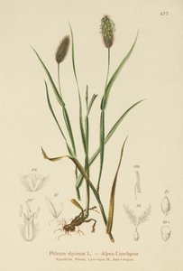 Alpen-Katzenschwanz (Phleum alpinum)