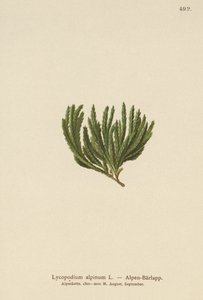 Alpen-Bärlapp (Lycopodium alpinum, Diphasiastrum alpinum)