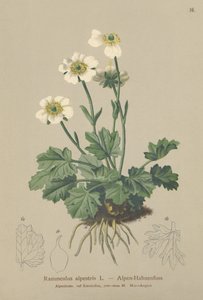 Alpen-Hahnenfuß (Ranunculus alpestris)