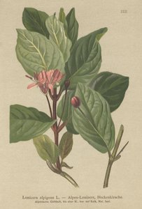 Alpen-Heckenkirsche (Lonicera alpigena)