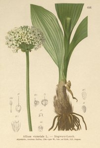 Alpenlauch (Allium victorialis, Allium victoriale, Cepa victorialis, Geboscon triphylum, Allium plantagineum, Allium anguinum) von German School
