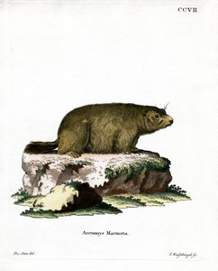 Alpenmurmeltier