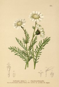 Alpenkamille